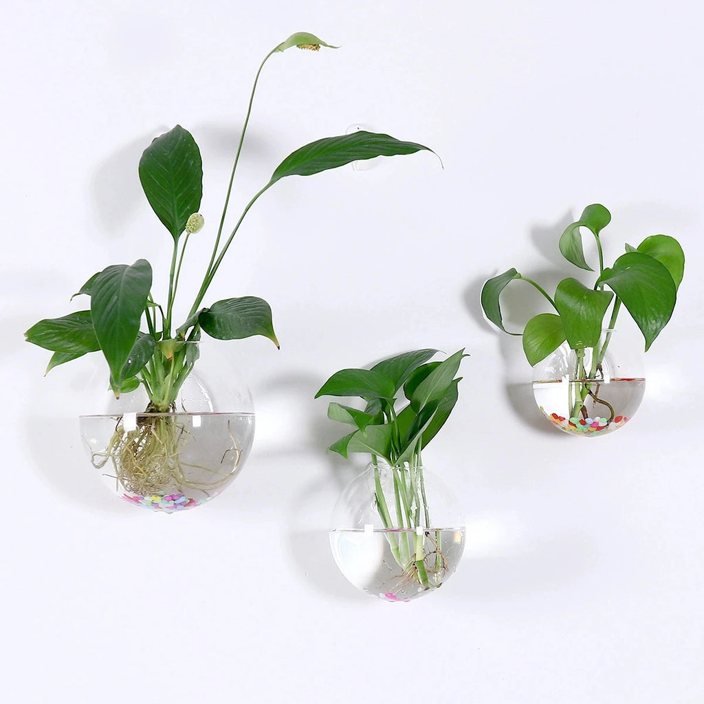 Vaso sospeso in vetro cristallo - Terrario idroponico autoirrigante 8 cm (pack…