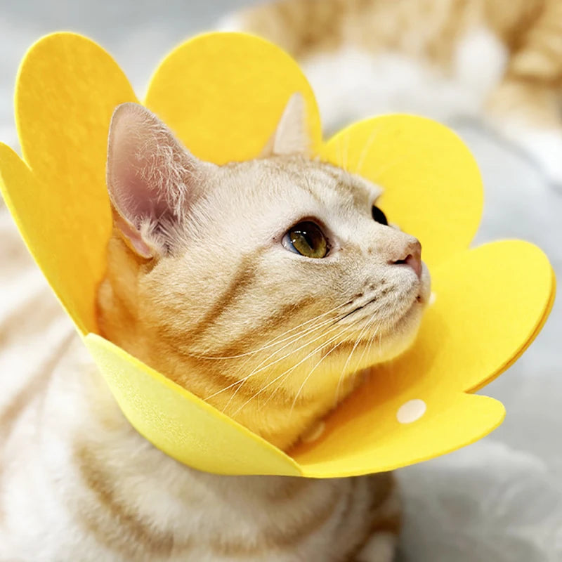 Collare protettivo recupero per cani e gatti – Cono anti morsi e leccate