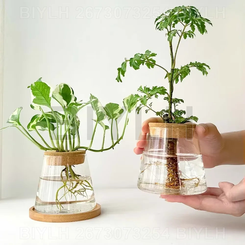 Vaso di vetro trasparente per idroponica con vassoio, design vulcanico, 9,5 cm