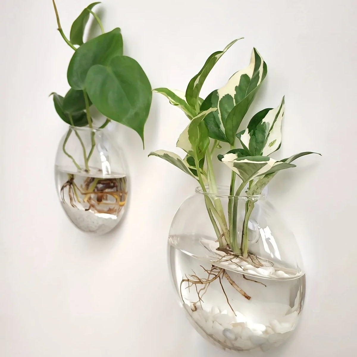 Terrario da parete in vetro con vaso cristallo rotondo - Kit da 2/4/6…