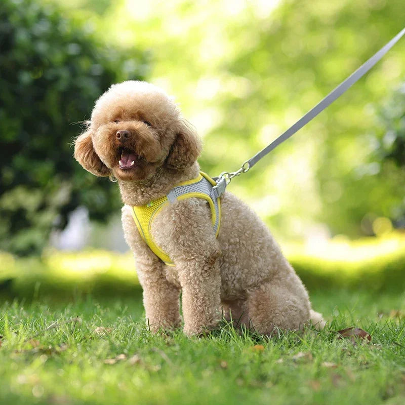 Imbracatura per Cani Piccoli con Guinzaglio, Harness Regolabile in Nylon,…