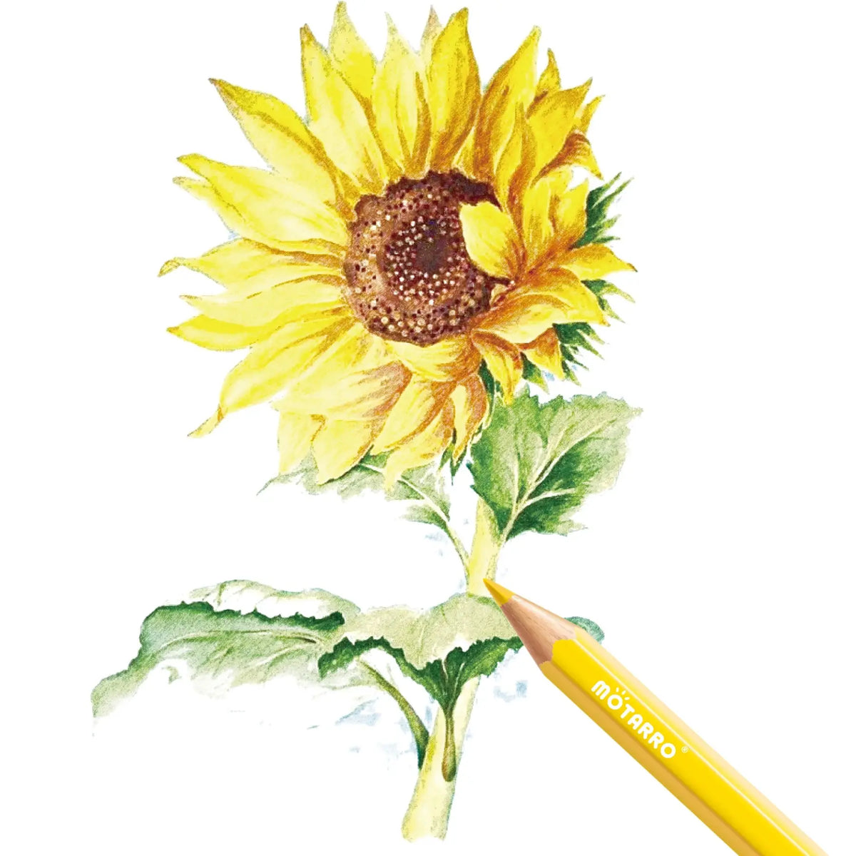 Set 12 Matite Colorate per Acquerello – Disegno, Schizzi e Scrittura Scolastica