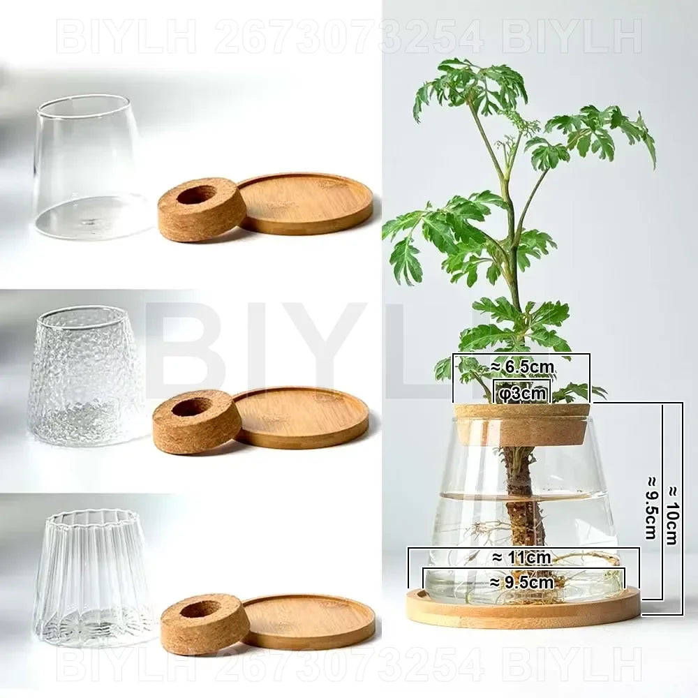 Vaso di vetro trasparente per idroponica con vassoio, design vulcanico, 9,5 cm