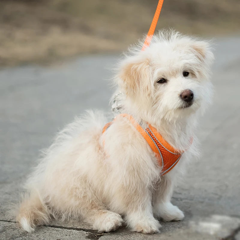 Giubbotto riflettente cani e gatti – Cintura pettorale traspirante e anti‑sfogo