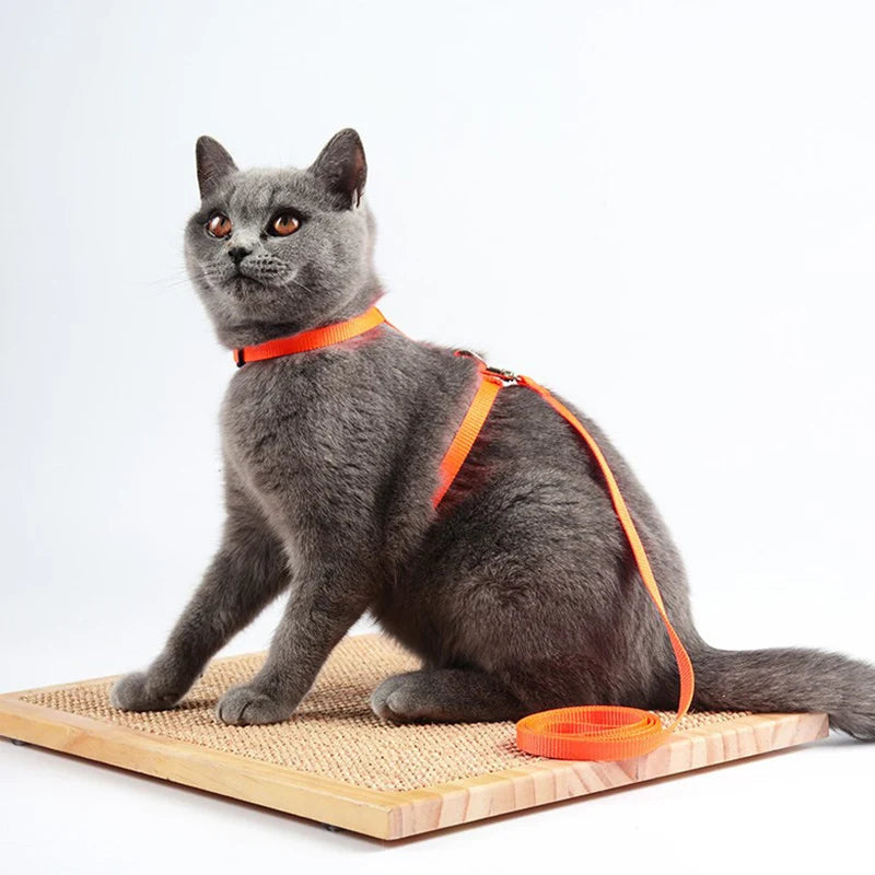 Collare regolabile in nylon per gatti e cuccioli – set con guinzaglio