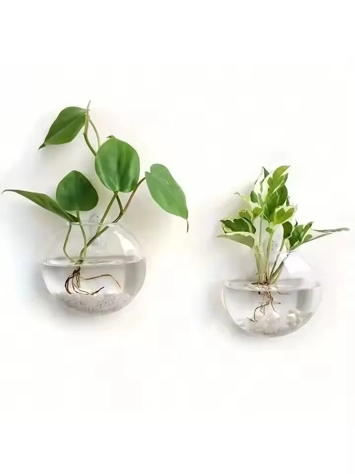 Vaso sospeso in vetro cristallo - Terrario idroponico autoirrigante 8 cm (pack…
