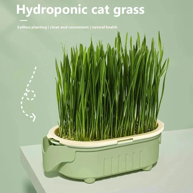 Kit Pianta Erba Gatti Organica - Antiparassitario Naturale