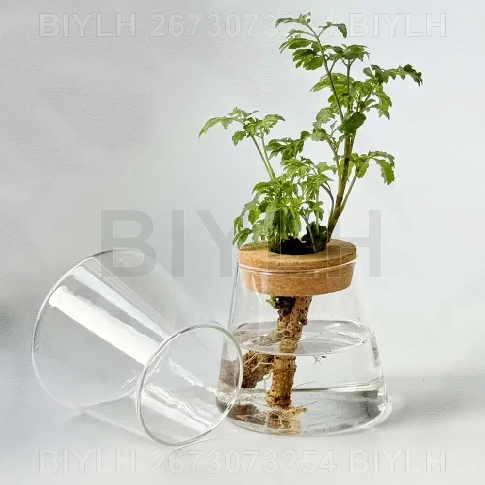 Vaso di vetro trasparente per idroponica con vassoio, design vulcanico, 9,5 cm