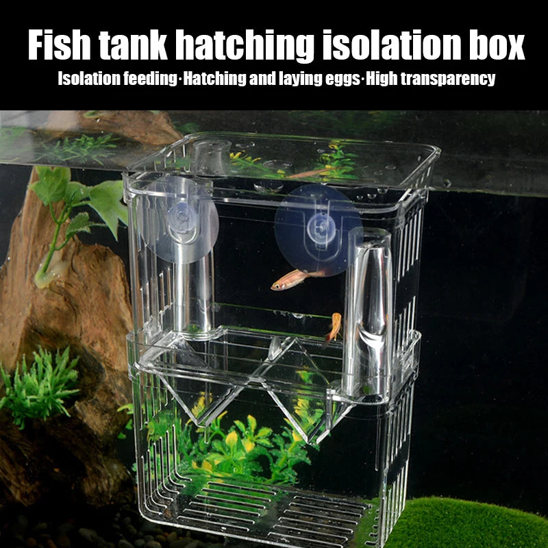 Box isolatore per incubazione pesci – vasca alta trasparente per guppy