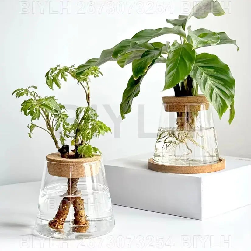 Vaso di vetro trasparente per idroponica con vassoio, design vulcanico, 9,5 cm