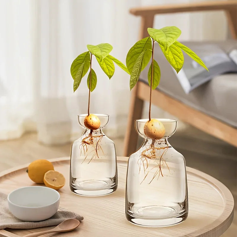 Four-piece Avocado Seed Starter Vase- Grow Your Own Avocado Tree Unique Glass Planting Pot for Gardening Lovers Start Your Green