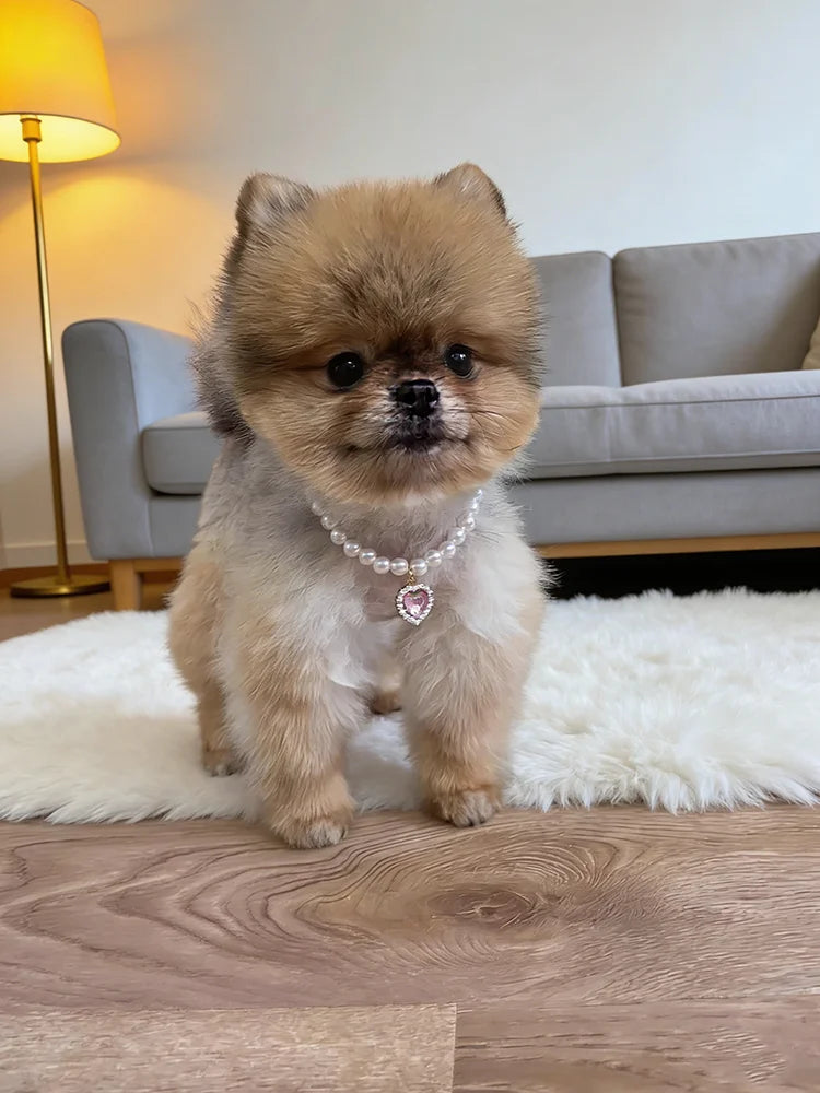 Collarino con Ciondolo a Cuore e Perla Falsa per Gatti e Cani – Fashion