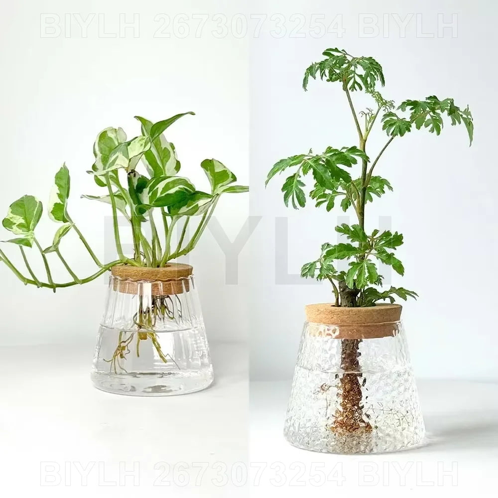 Vaso di vetro trasparente per idroponica con vassoio, design vulcanico, 9,5 cm