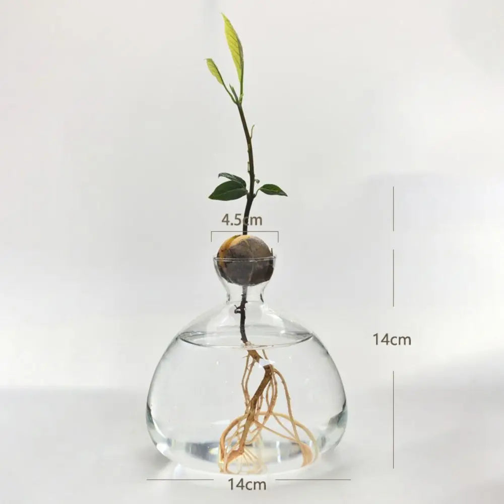 Avocado Seed Starter Vase Avocado Vase for Growing Avocado Seed Growing Kit Plant Glass with Stickers Gift for Gardening Lovers