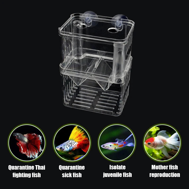 Box isolatore per incubazione pesci – vasca alta trasparente per guppy