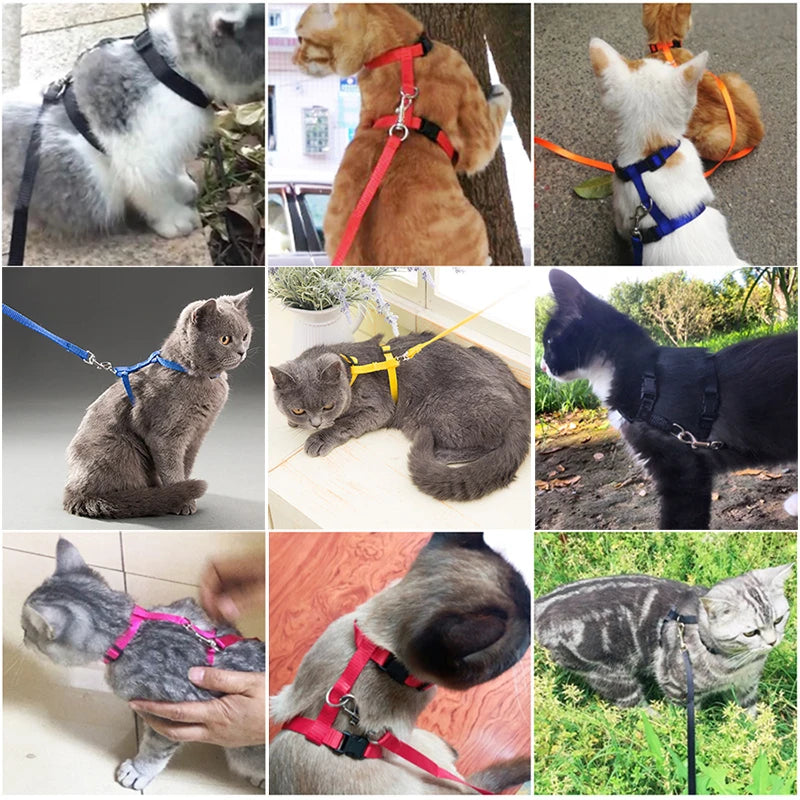 Collare regolabile in nylon per gatti e cuccioli – set con guinzaglio
